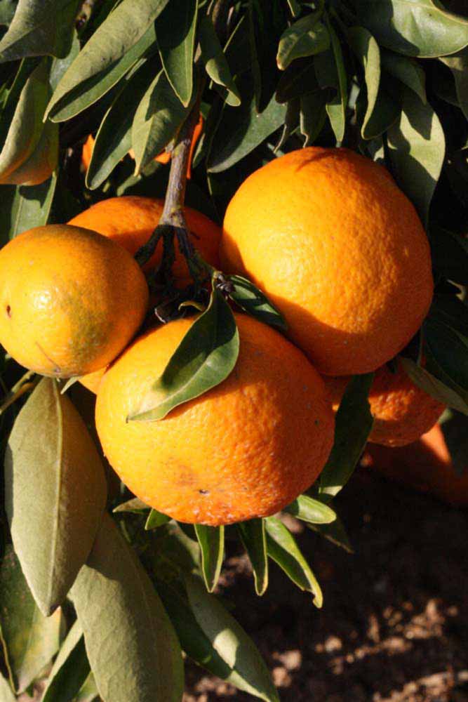              Fruit (Riverside, CA)       